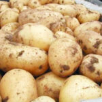 В Румынии фермеры отказываются выращивать картофель из-за дороговизны