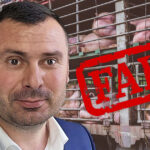 Минсельхоз: свиньи из регионов без эпизоотий