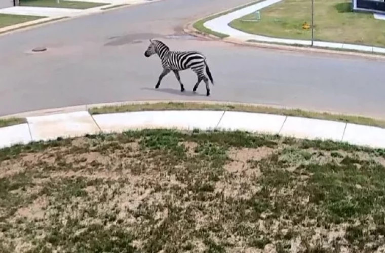 Авиаперевозка и специализированный трейлер: В Теннесси успешно завершилась операция по возвращению сбежавшей зебры