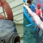 Индийские рыбаки поймали "рыбу Апокалипсиса": причины её нехорошей репутации