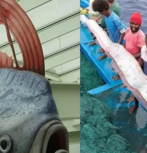 Индийские рыбаки поймали "рыбу Апокалипсиса": причины её нехорошей репутации