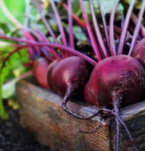 "Красная свекла: секрет стройности и лечения множества болезней"