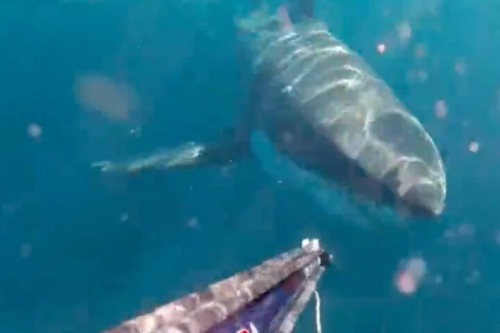 Лицом к лицу с морским хищником: австралийский рыбак чудом выжил после атаки акулы