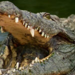 Мальчик выжил после атаки трёхметрового крокодила
