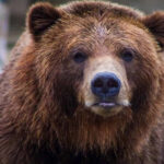 Медведь вызвал беспорядок в японском аэропорту