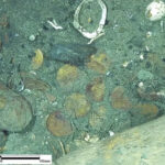 На Карибах обнаружены сокровища затонувшего корабля, найденного спустя сотни лет