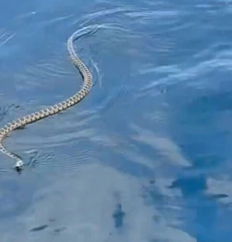 Нашествие, потрясшее туристов на Ибице