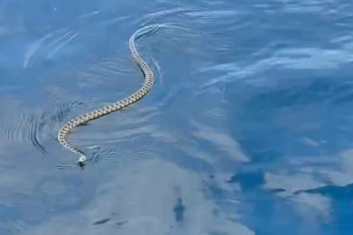 Нашествие, потрясшее туристов на Ибице