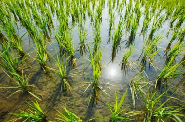 От кризиса к изобилию: Индия устанавливает рекорды по объемам риса для производства этанола