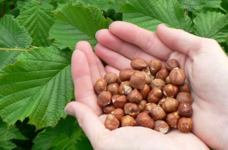 Открываем непревзойденные суперфуды: какие орехи самые полезные?