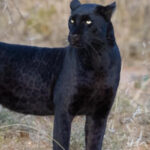 Пантера, замеченная на границе Болгарии, направилась в неизвестном направлении