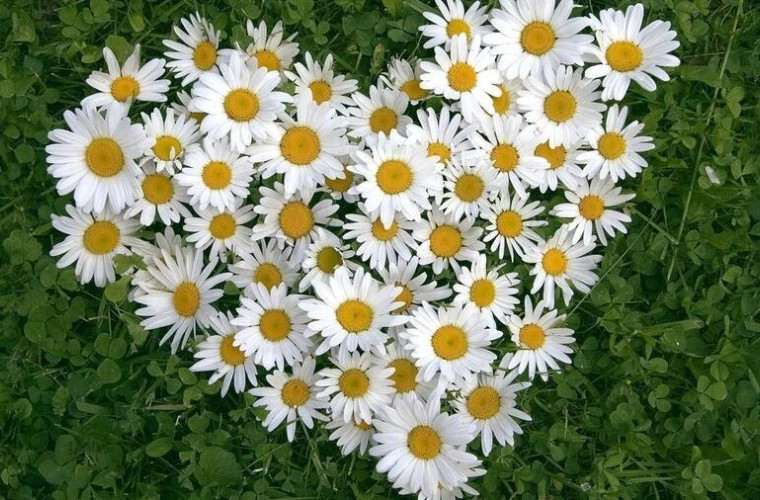 Почему масло ромашки должно стать незаменимым помощником в вашем доме?