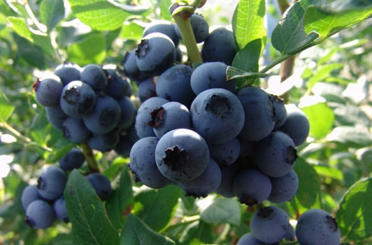 Полезные свойства черники: почему она должна быть в вашем рационе?