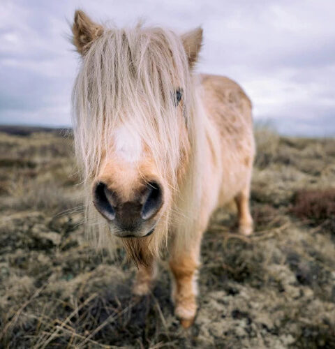 Пони-целители: В Великобритании лошадки помогают старшему поколению справляться с жизненными трудностями