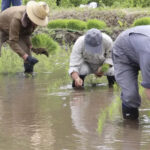 Рост цен на рис в Японии