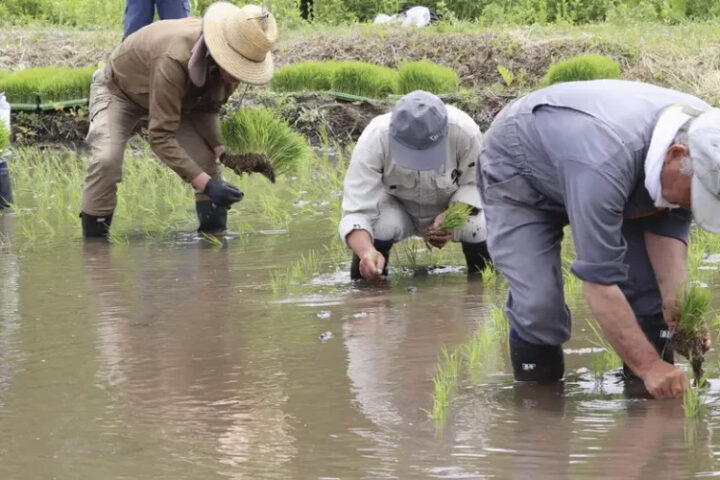 Рост цен на рис в Японии
