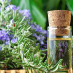 Розмарин: щит для мозга от повреждений и секрет молодости!