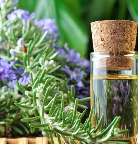 Розмарин: щит для мозга от повреждений и секрет молодости!