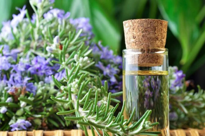 Розмарин: щит для мозга от повреждений и секрет молодости!