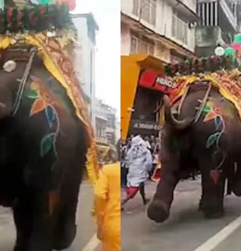 Слон атаковал толпу на фестивале в Индии