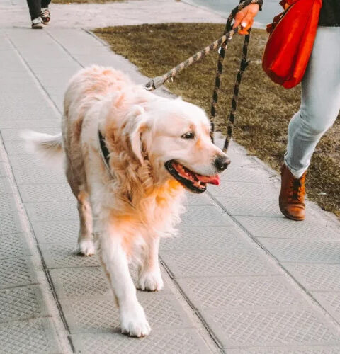 Страна, где выгул домашних собак в городах под запретом