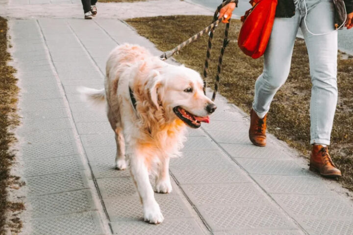 Страна, где выгул домашних собак в городах под запретом