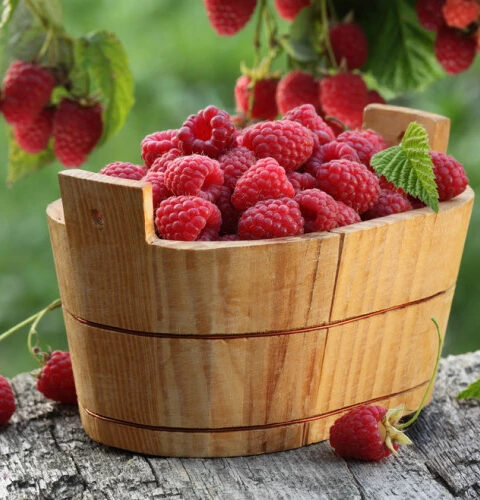 Тайны малины: невероятные преимущества этой чудо-ягоды!