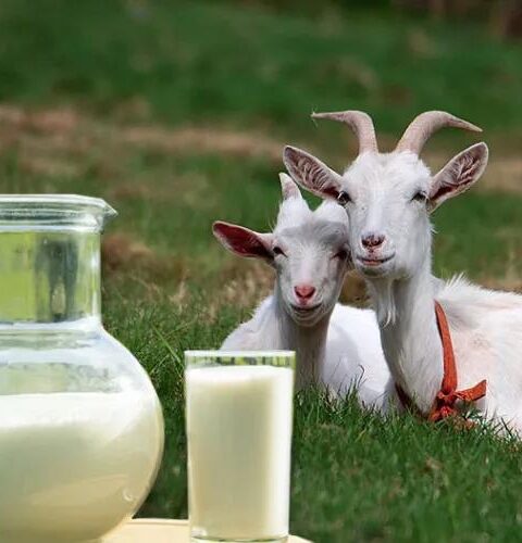 «Удивительные возможности козьего молока: что можно вылечить?»