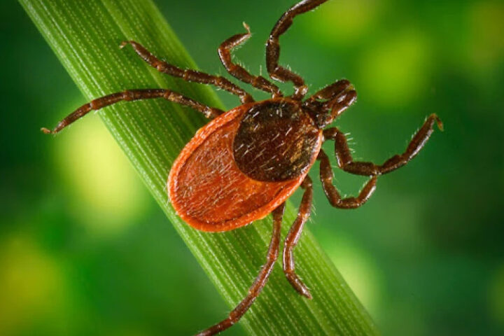 В Турции найден новый опасный вид клеща