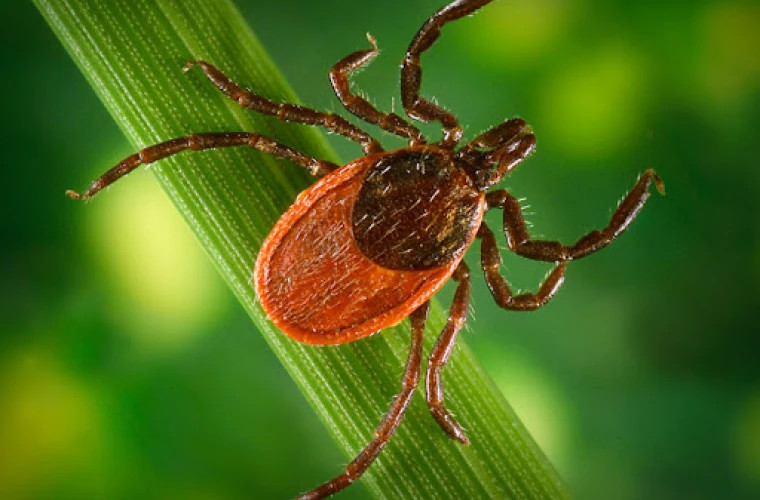 В Турции найден новый опасный вид клеща