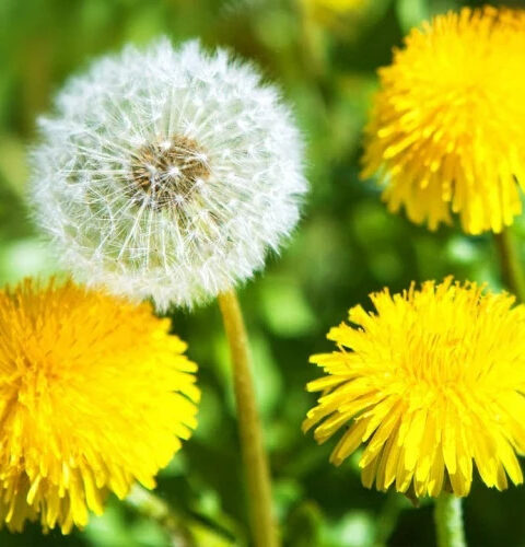 Здоровье под защитой: удивительные свойства одуванчика!