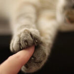 5 удивительных фактов о невероятных осязательных ощущениях