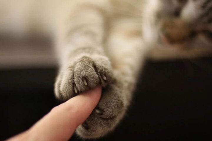 5 удивительных фактов о невероятных осязательных ощущениях