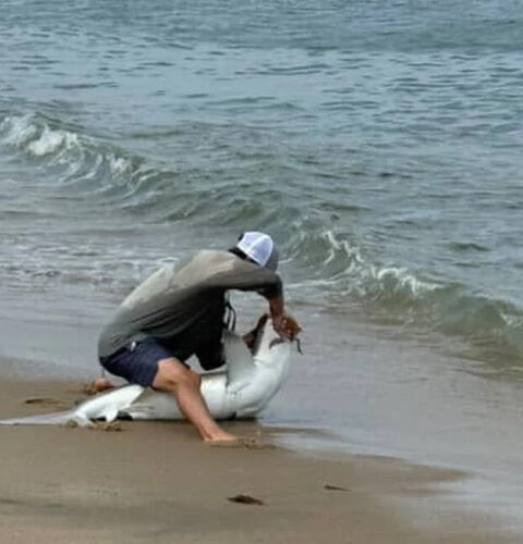 Американца укусила акула, которую он поймал, забыв об осторожности