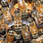 Франция: Несколько человек госпитализированы после укусов пчел с улья на крыше отеля