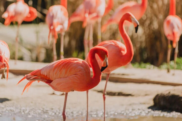 Итальянские фермеры в негодовании: фламинго разрушили их урожай