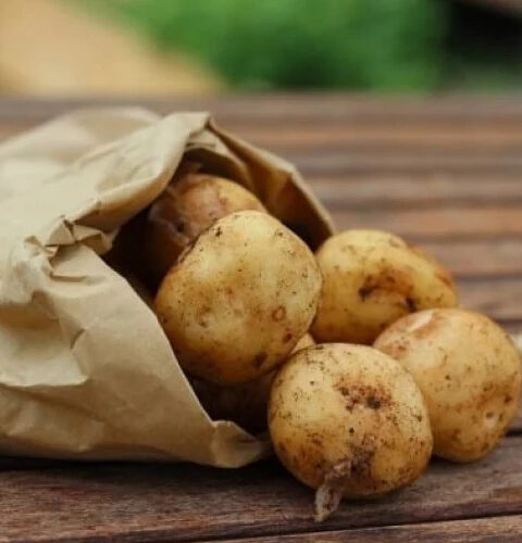 Картофель – уникальный источник витаминов и минералов