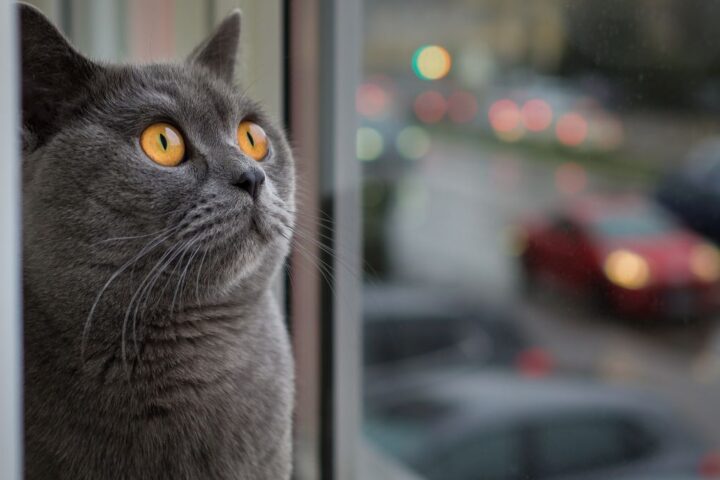 Молдова ожидает дожди и грозы: синоптики объявили желтый код опасности