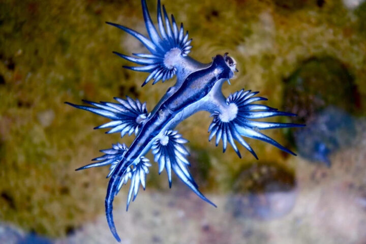 На испанских пляжах замечены ядовитые моллюски, известные как голубые драконы