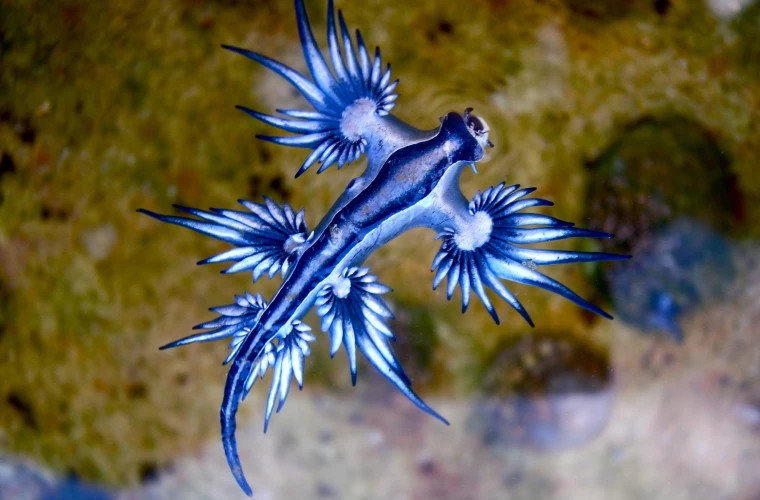 На испанских пляжах замечены ядовитые моллюски, известные как голубые драконы