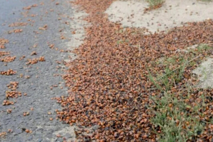 Нашествие божьих коровок в Великобритании: захват городов и пляжей