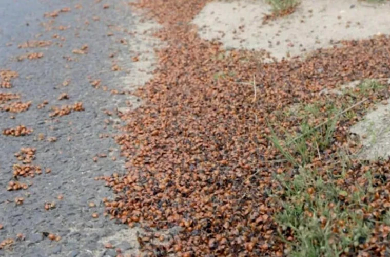 Нашествие божьих коровок в Великобритании: захват городов и пляжей