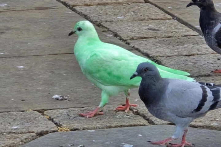 Необычно окрашенный голубь завоевал популярность в интернете и среди туристов