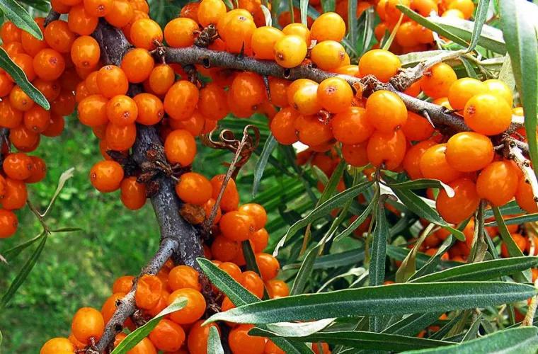 Облепиха с медом: эффективное средство против простуды и старения