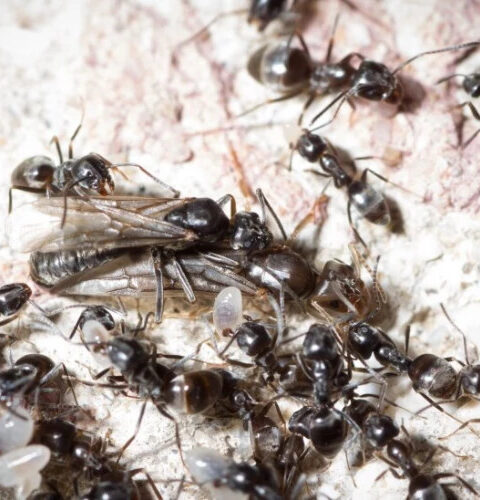 Опасные "супермуравьи" быстро захватывают Великобританию