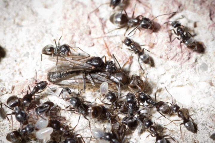Опасные "супермуравьи" быстро захватывают Великобританию