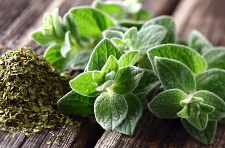 Орегано: Открытие новых свойств в борьбе с раком!