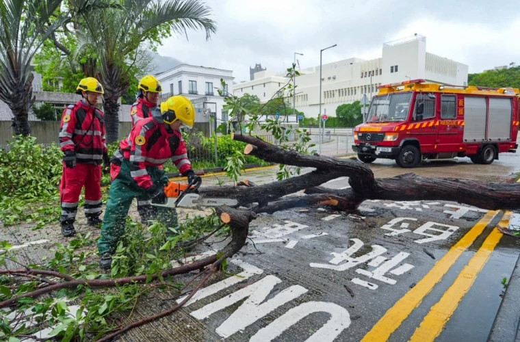 Падение деревьев и эвакуация людей: тайфун Вифа принёс в Гонконг сильные дожди