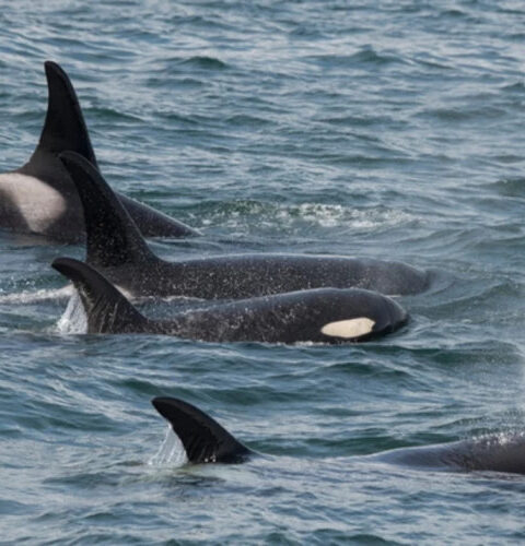 Почему косатки нападают на суда у берегов Испании и Франции