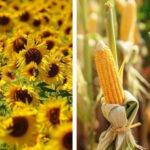 Прогноз урожайности подсолнечника и кукурузы в одной из стран ЕС значительно снижен
